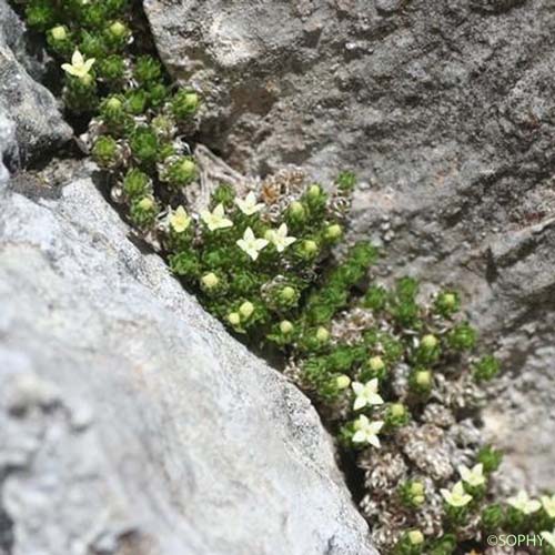 Gaillet des Pyrénées - Galium pyrenaicum