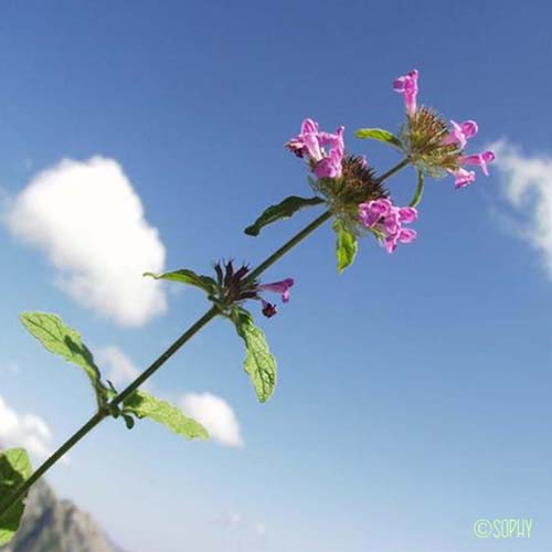 Galéopsis à feuilles étroites - Galeopsis angustifolia