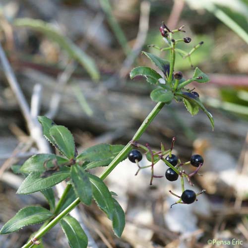 Garance voyageuse - Rubia peregrina subsp. peregrina