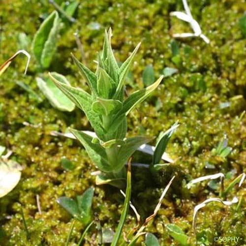 Gentiane à feuilles d'Asclépiade - Gentiana asclepiadea