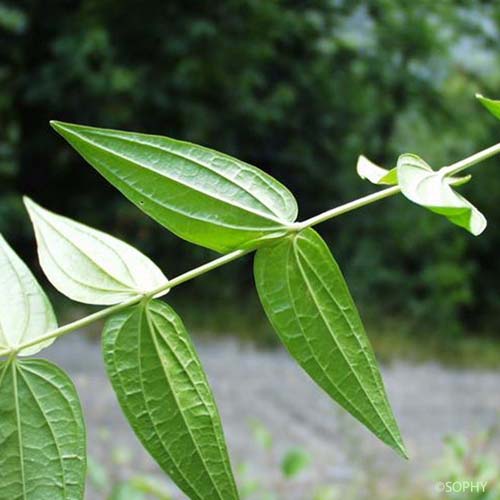 Gentiane à feuilles d'Asclépiade - Gentiana asclepiadea