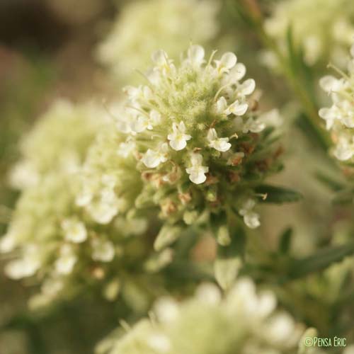 Germandrée blanc-grisâtre - Teucrium polium subsp. polium