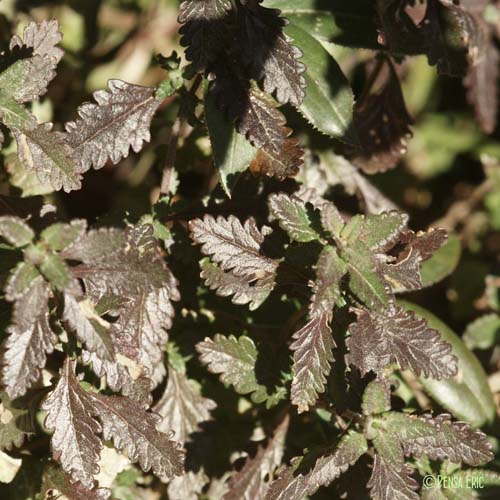 Germandrée petit-chêne - Teucrium chamaedrys