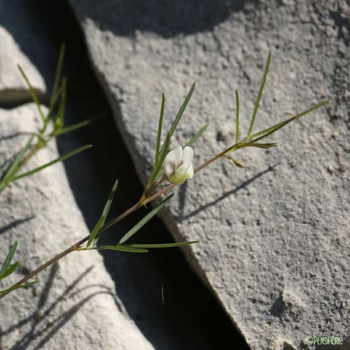 Gesse des rochers - Vicia saxatilis