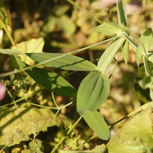 Gesse à feuilles variables - Lathyrus heterophyllus