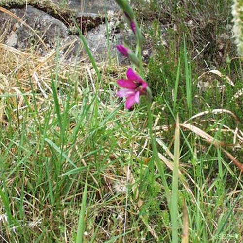 Glaïeul d'Illyrie - Gladiolus gallaecicus