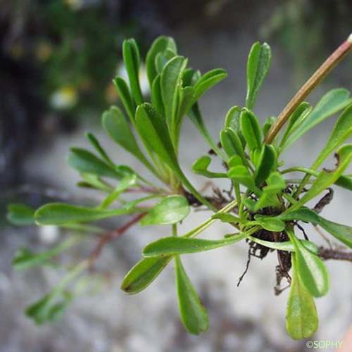 Globulaire à feuilles cordées - Globularia cordifolia