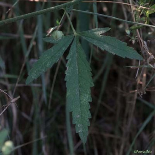 Guimauve à feuilles de Cannabis - Althaea cannabina