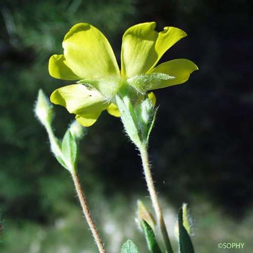 Hélianthème faux alysson - Cistus lasianthus subsp. alyssoides