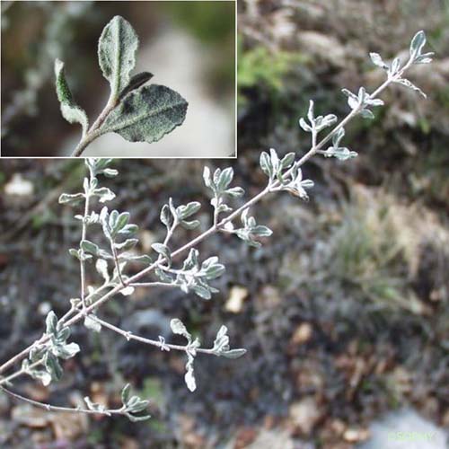 Hélianthème faux alysson - Cistus lasianthus subsp. alyssoides