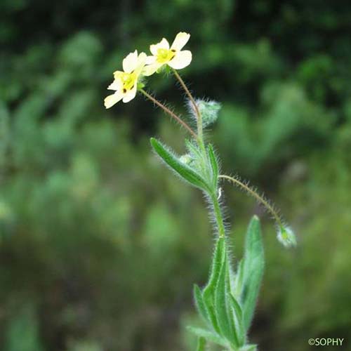 Hélianthème tacheté - Tuberaria guttata