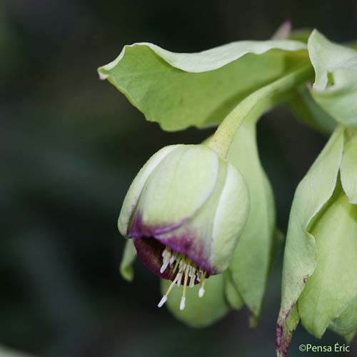 Hellébore fétide - Helleborus foetidus