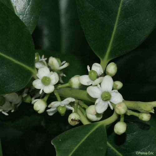 Houx - Ilex aquifolium