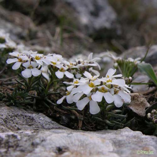 Ibéris des rochers - Iberis saxatilis subsp. saxatilis