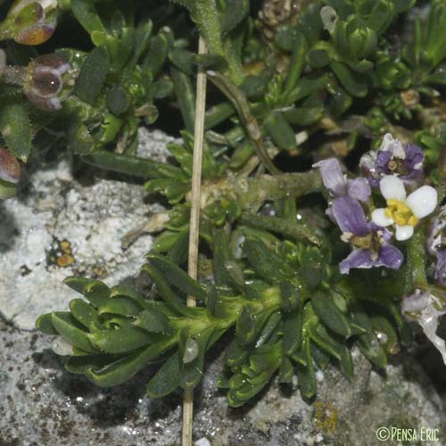 Ibéris des rochers - Iberis saxatilis subsp. saxatilis