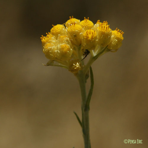 Immortelle - Helichrysum stoechas subsp. stoechas