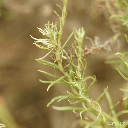 Immortelle d'Italie - Helichrysum italicum subsp. italicum