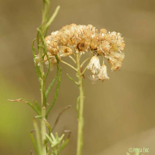 Immortelle d'Italie - Helichrysum italicum subsp. italicum