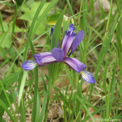 Iris à feuilles de graminées - Iris graminea