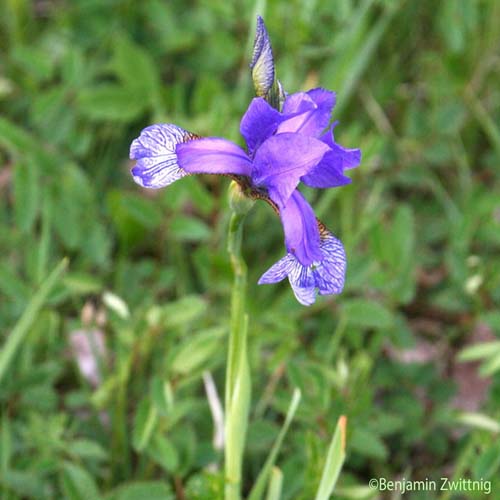 Iris de Sibérie - Iris sibirica