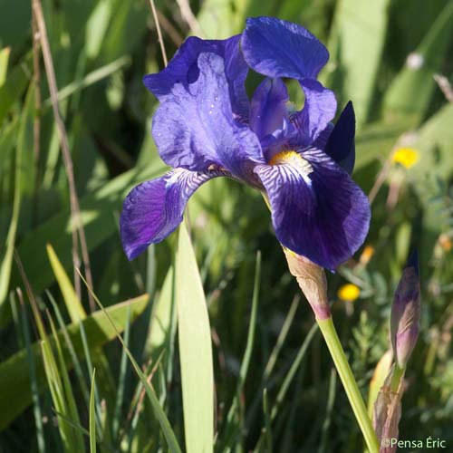 Iris des jardins - Iris germanica