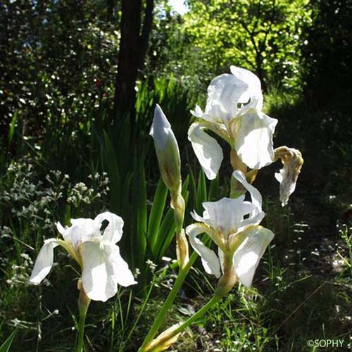 Iris des jardins - Iris germanica