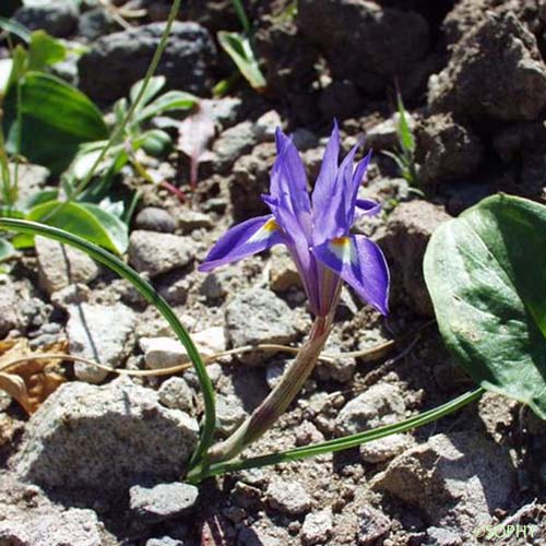 Iris faux Sisyrhinque - Moraea sisyrinchium