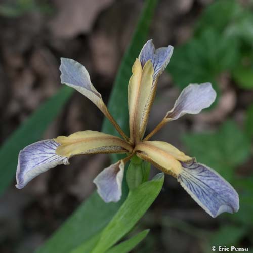 Iris fétide - Iris foetidissima