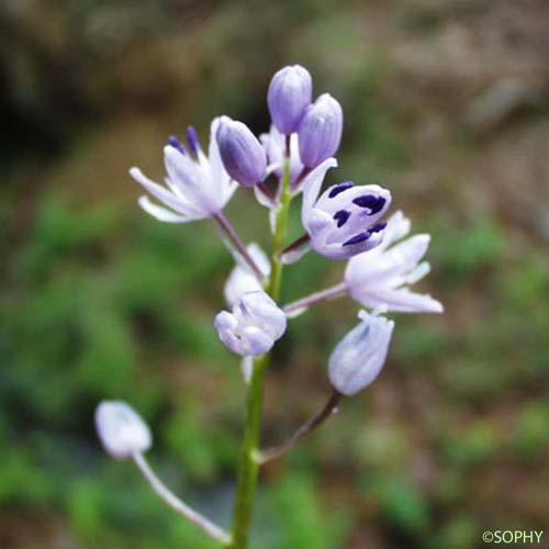 Jacinthe des Pyrénées - Tractema lilio-hyacinthus