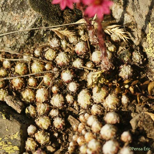 Joubarbe tomenteuse - Sempervivum arachnoideum var. tomentosum