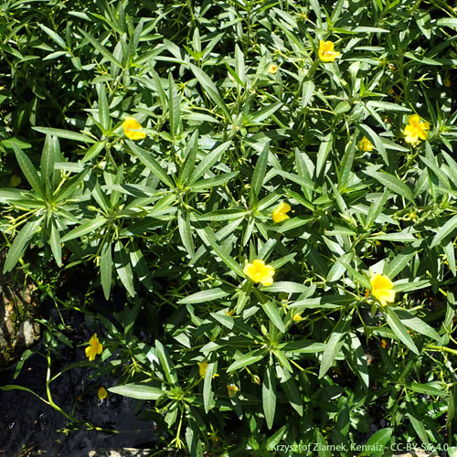 Jussie à grandes fleurs - Ludwigia grandiflora subsp. hexapetala