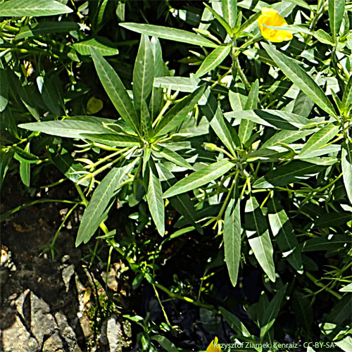 Jussie à grandes fleurs - Ludwigia grandiflora subsp. hexapetala