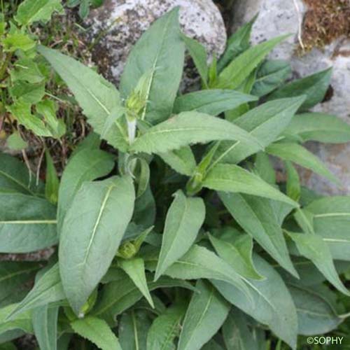 Knautie à feuilles de cardère - Knautia dipsacifolia