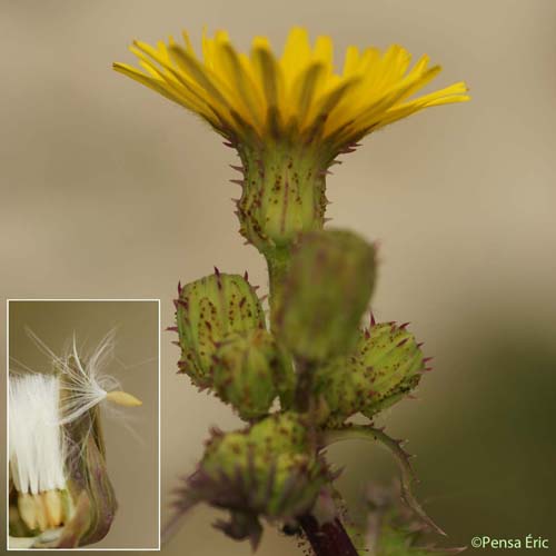 Laiteron glauque - Sonchus asper subsp. glaucescens