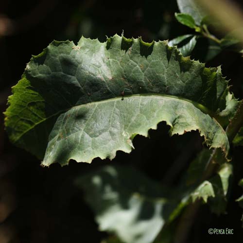 Laitue sauvage - Lactuca serriola