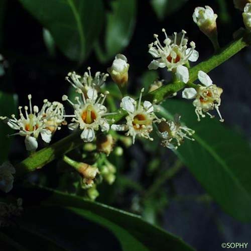 Laurier-cerise - Prunus laurocerasus