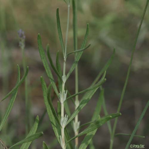Lavande officinale - Lavandula angustifolia subsp. angustifolia