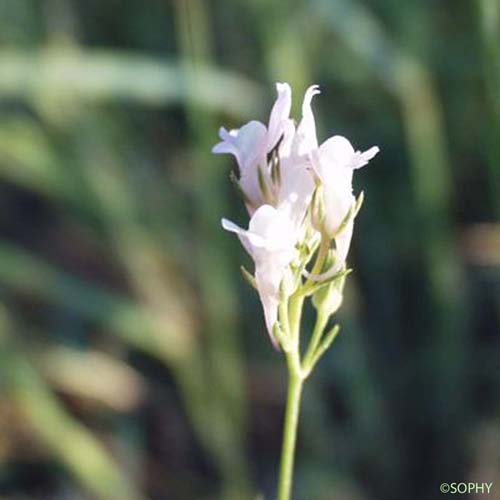 Linaire de Chalep - Linaria chalepensis