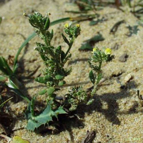 Linaire des sables - Linaria arenaria
