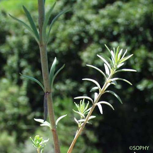 Linaire simple - Linaria simplex