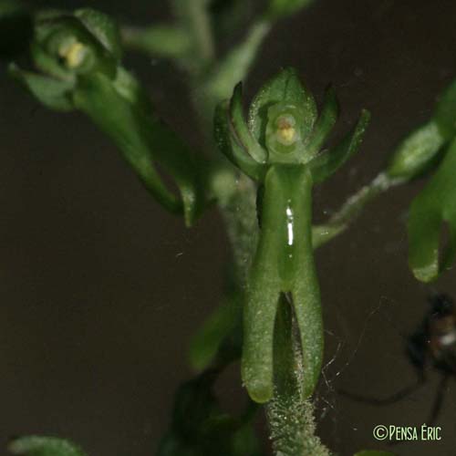 Listère à feuilles ovales - Neottia ovata