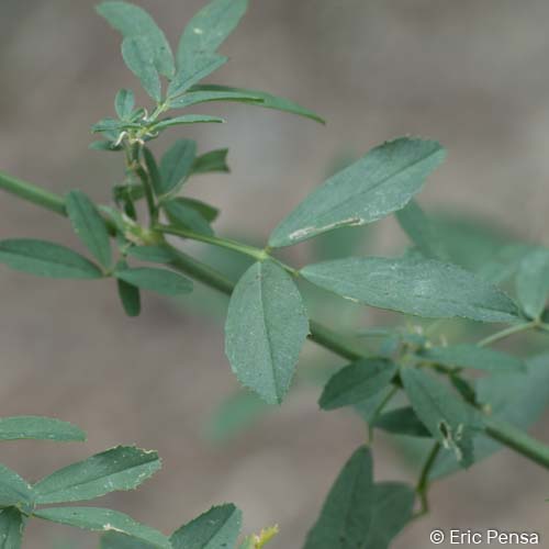 Luzerne cultivée - Medicago sativa subsp. sativa