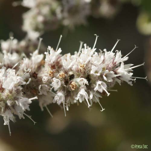 Menthe à feuilles rondes - Mentha suaveolens subsp. suaveolens