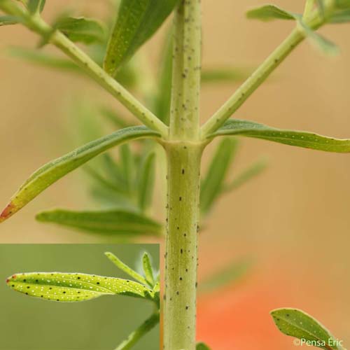 Millepertuis à feuilles étroites - Hypericum perforatum var. angustifolium