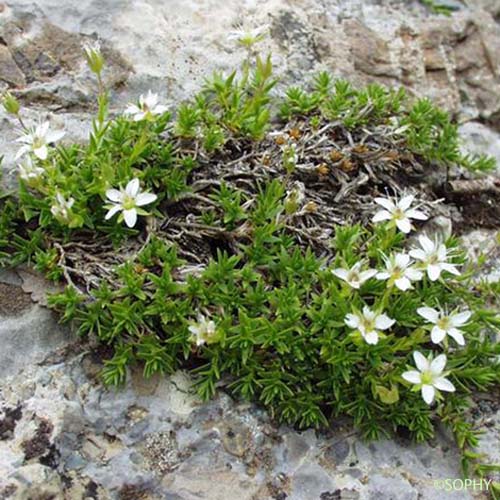 Minuartie des rochers - Minuartia rupestris subsp. rupestris