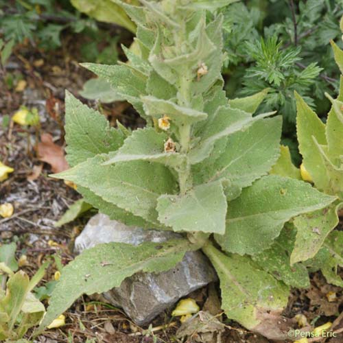 Molène faux phlomis - Verbascum phlomoides