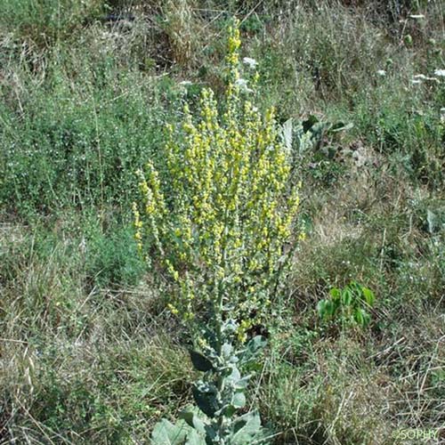 Molène floconneuse - Verbascum pulverulentum