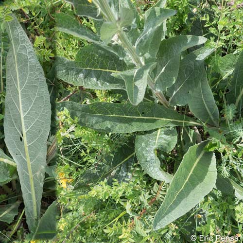 Molène Lychnite - Verbascum lychnitis