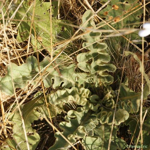 Molène sinuée - Verbascum sinuatum