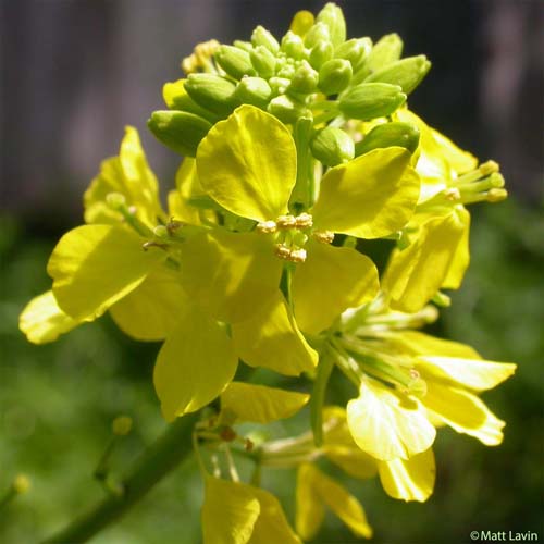 Moutarde noire - Brassica nigra